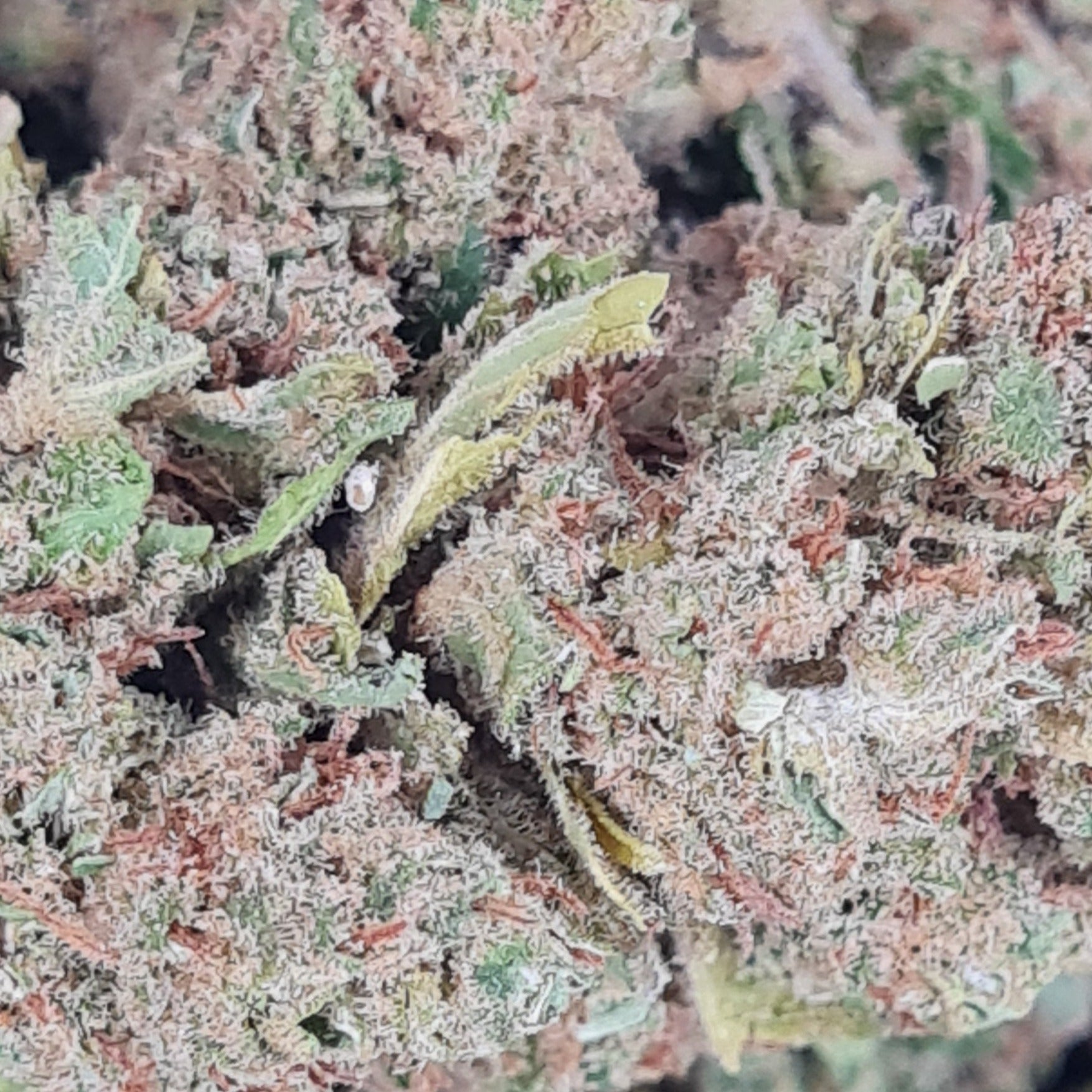 GROS PLAN SUR TRICHOMES DE LA CRITICAL KUSH