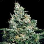 Pied de cannabis cristallisé